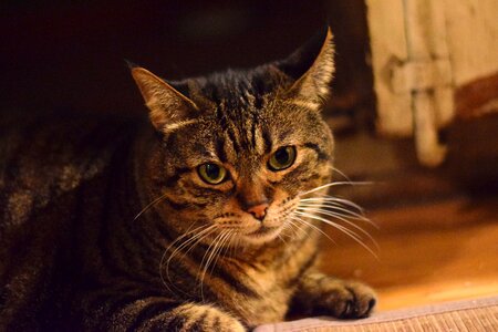 Kitty domestic cat cat's eyes