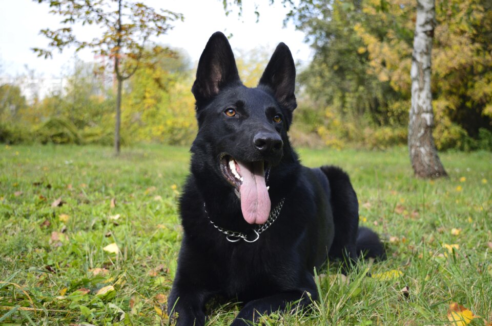 Dog the german shepherd dog zvierata