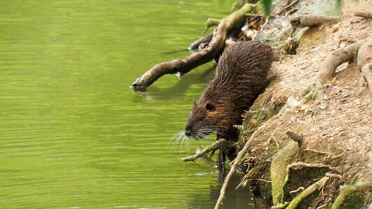 Rodent water animals