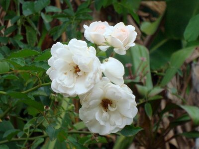 Nature rosa flowers