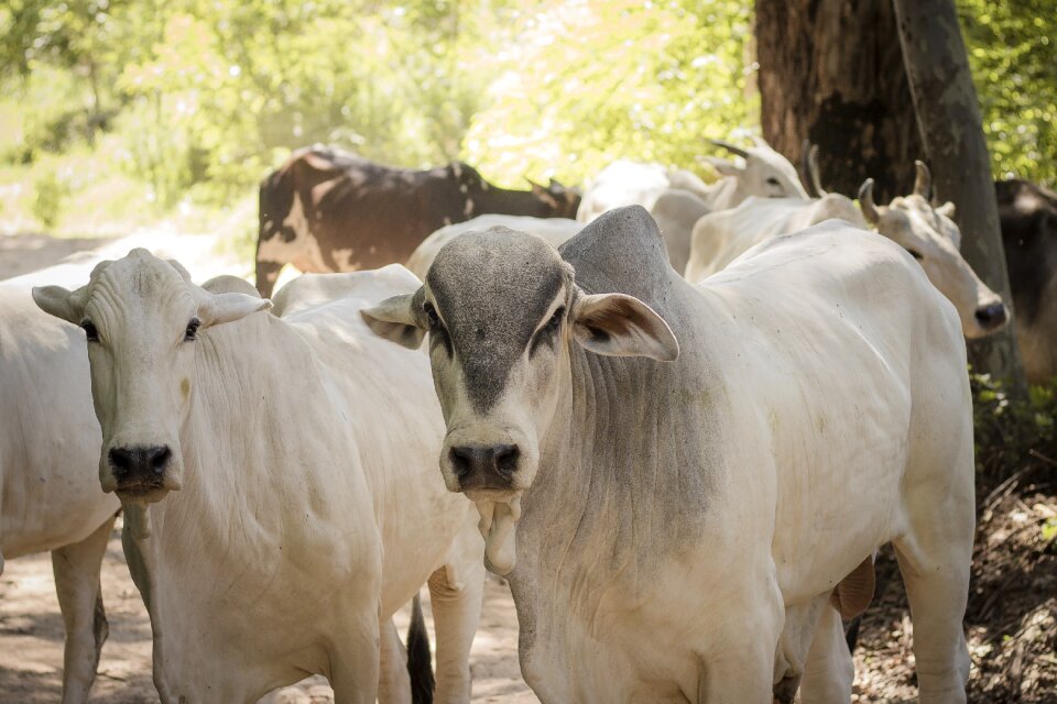 Cattle livestock cutting field