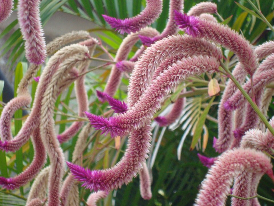 Nature rosa flowers