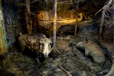 Wild boars - Naturhistorisches Museum, Braunschweig, Germany - DSC05038