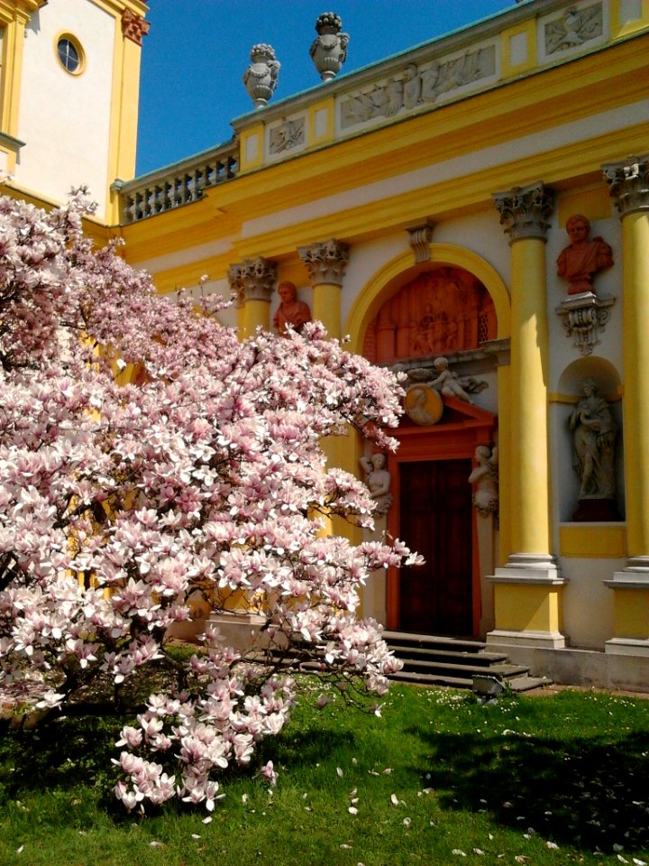 Wilanów blossoming magnolia 04