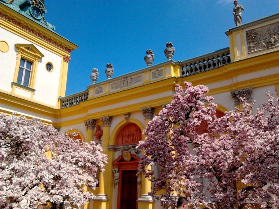 Wilanów blossoming magnolia 02