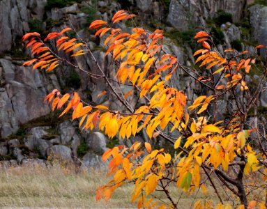 Wild cherry in autumn colors in Loddebo photo