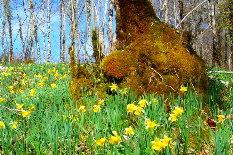 Wild daffodils in forest