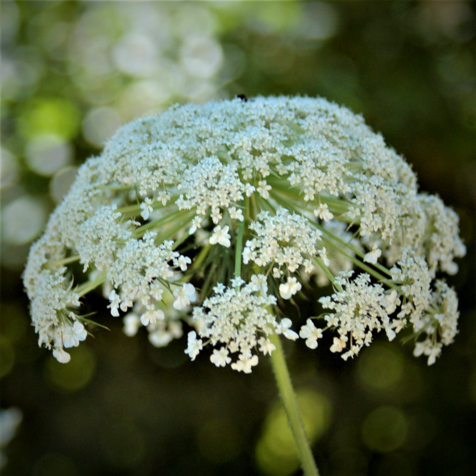 Wild carrot flower (Daucus carota)