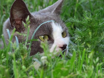 Animals fluffy cat cute