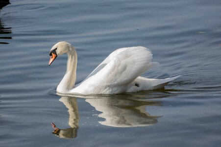 Feather lake animal world photo