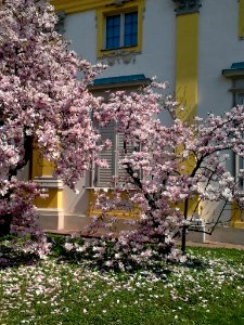 Wilanów blossoming magnolia 07