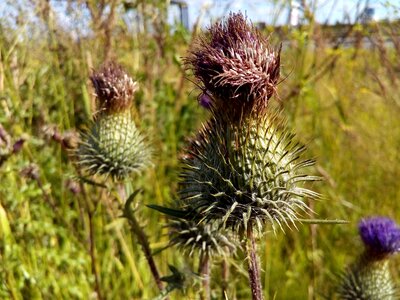 Closeup wild herbs thistle photo