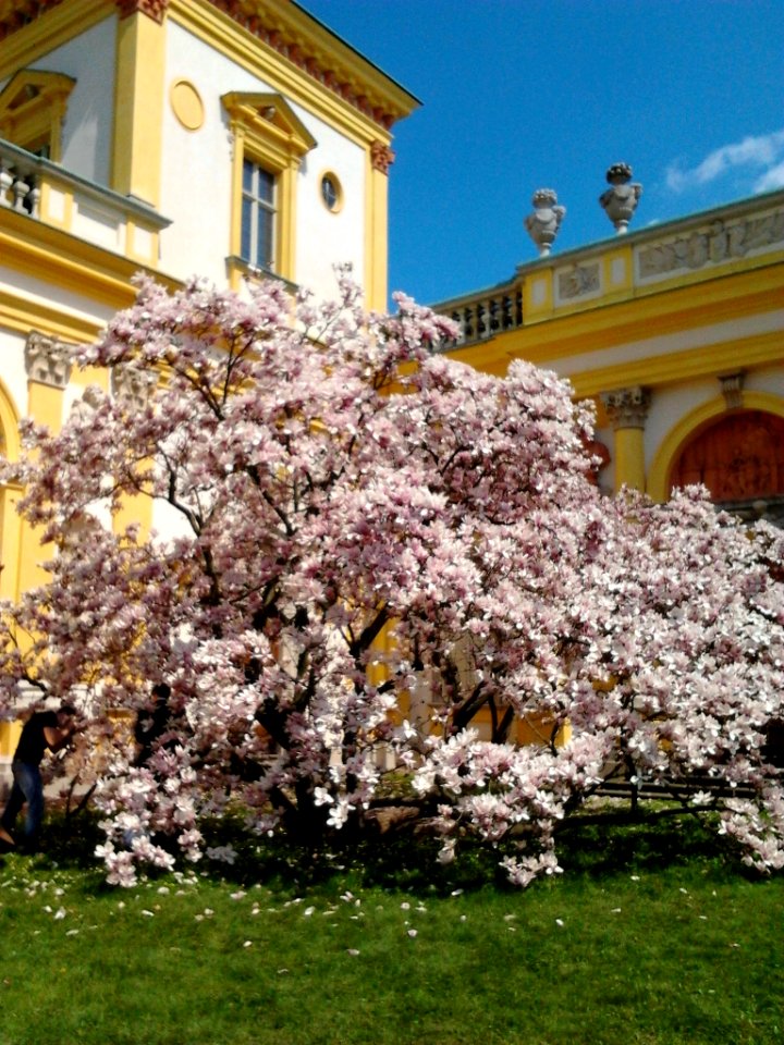 Wilanów blossoming magnolia 01