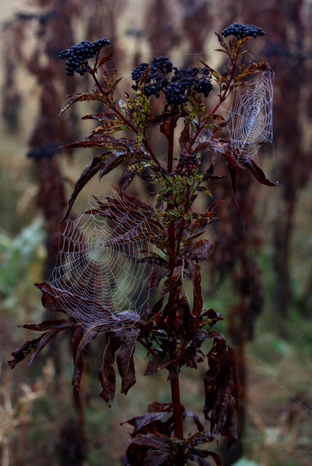 Place dew drops