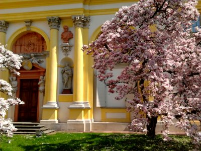 Wilanów blossoming magnolia 05