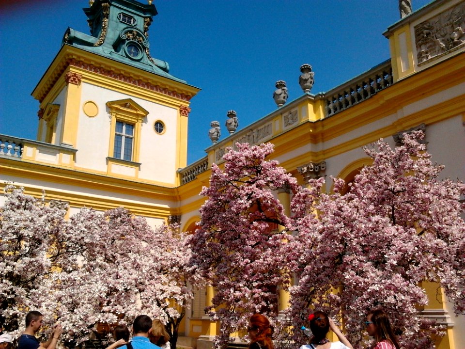 Wilanów blossoming magnolia 03