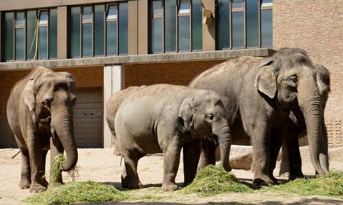 Animal animal world zoo