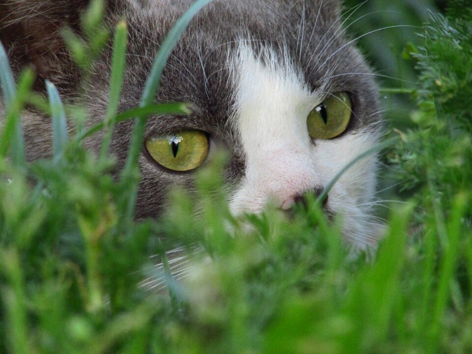 Animals fluffy cat cute