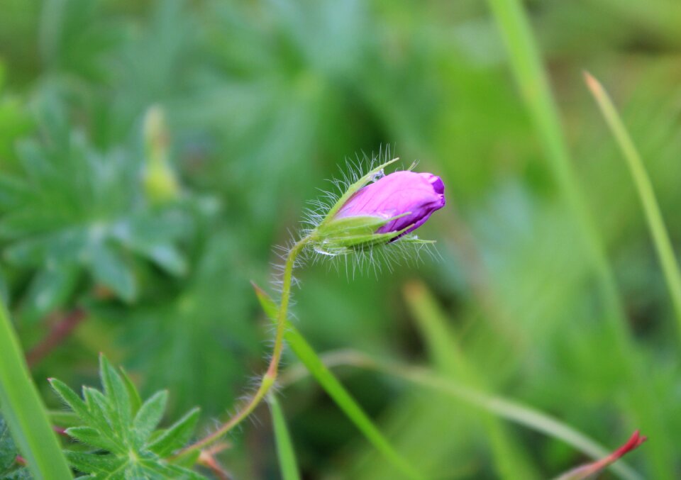 Pink nature delicate flower