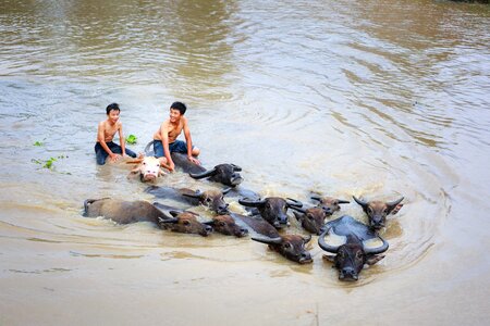 Animal play asian