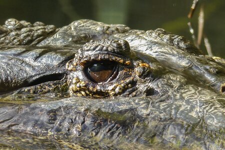 Dangerous animal nature