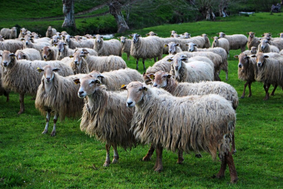 Wool lawn basque country