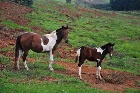 Farm animal equestrian