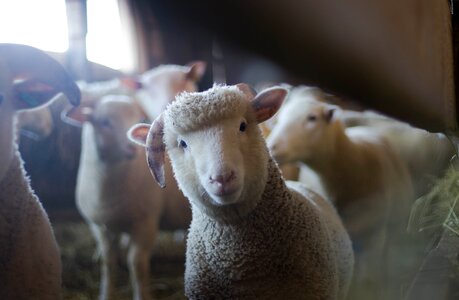 Farm mammal nature