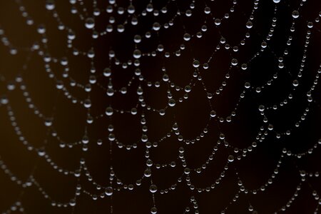 Place dew drops