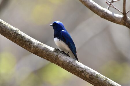 Outdoors animal online application