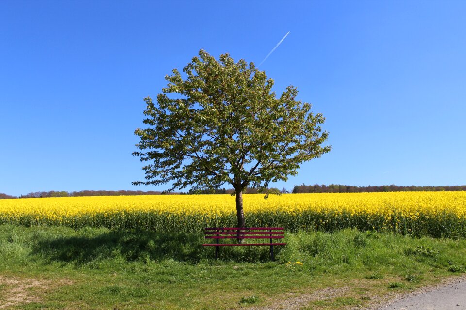 Bench oilseed rape recovery
