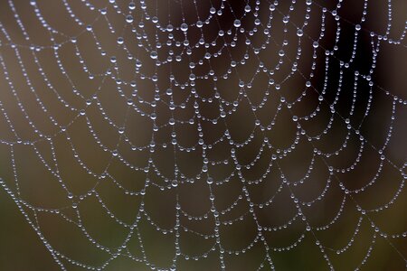 Place dew drops