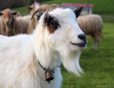 Goat livestock basque country