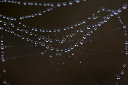 Place dew drops