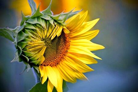 Summer leaf sunflower photo