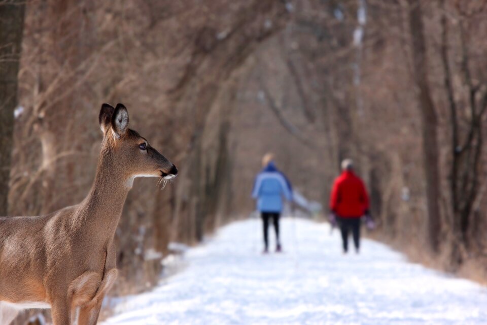 Cold weather ice photo