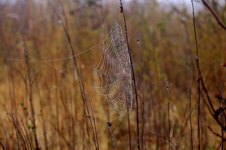 Place dew drops
