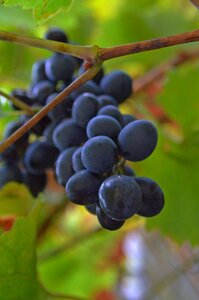 Nature blue ripe fruit