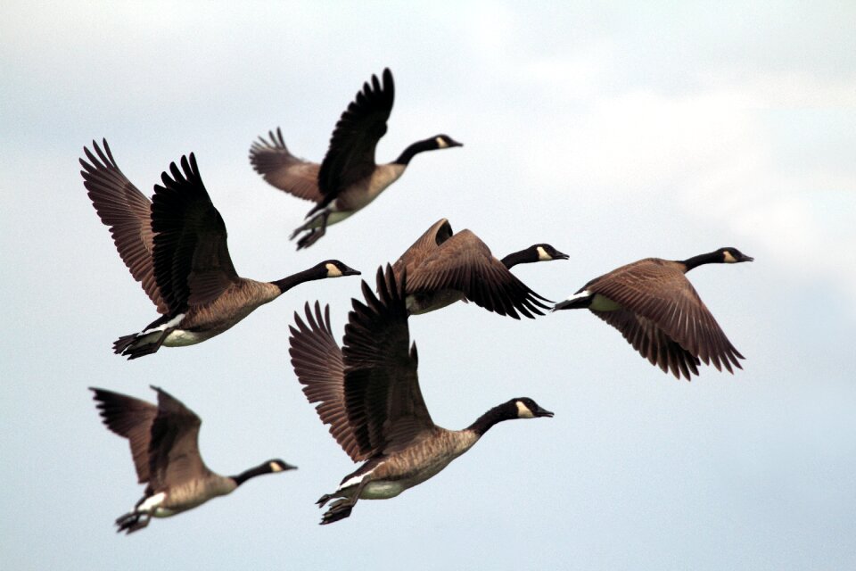Beak sky clouds