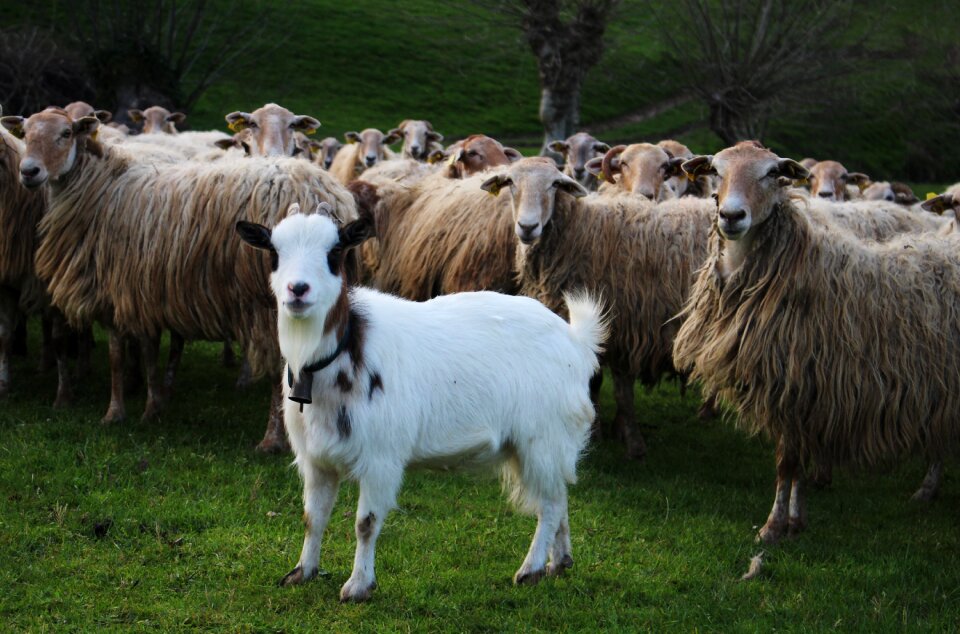Lawn sheep basque country