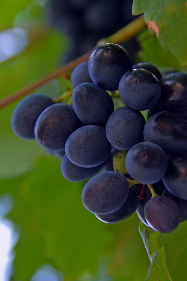 Nature blue ripe fruit