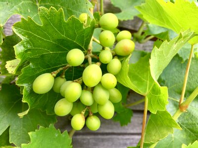 Vine green green grapes