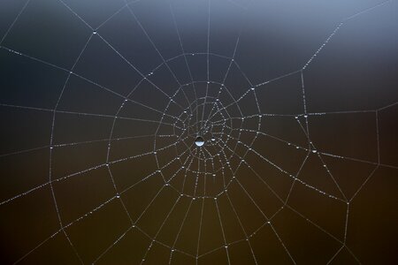 Place dew drops