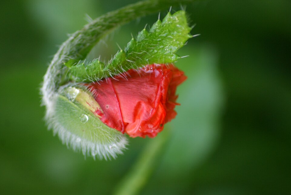 Summer leaf poppy