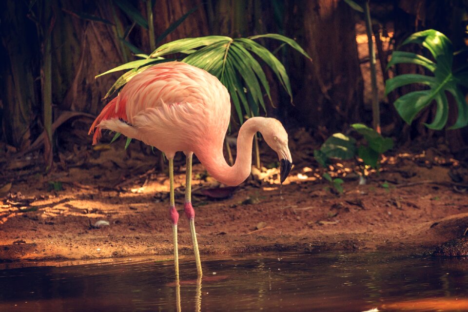 Wild wildlife zoo