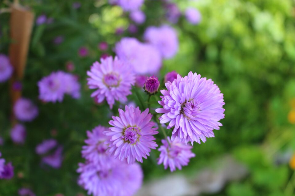 Brightly colored green flower garden