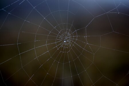 Place dew drops