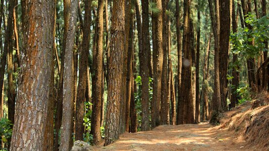 Landscape fair weather pine