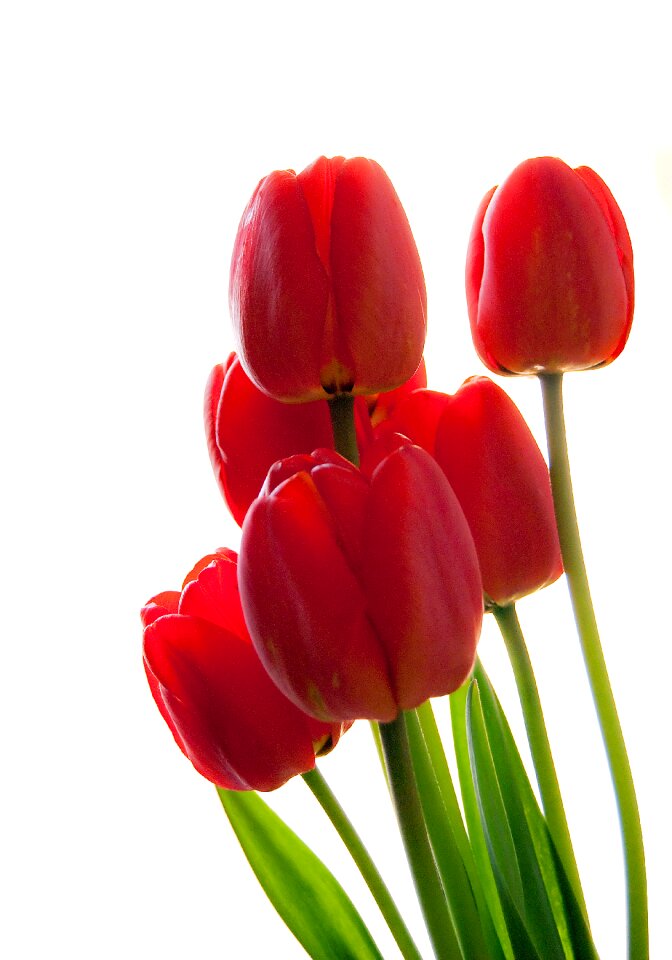 Bouquet white background red flower