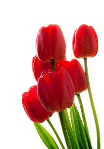 Bouquet white background red flower